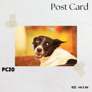 Puppy with longing face