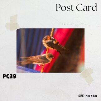 Sparrow drenched in Rain